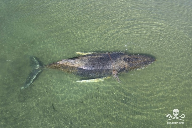 Bild vergr&ouml;&szlig;ern: Wal in der Ostsee: Tier hat sich in Wismarbucht womöglich erneut festgeschwommen