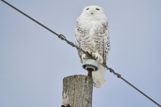 Bild vergr&ouml;&szlig;ern: UNO beschließt Schutz für 40 weitere wandernde Tierarten