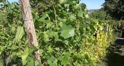 Weinerzeugung 2025 gesunken