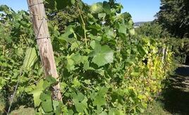 Weinerzeugung 2025 gesunken