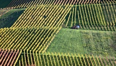 Winzerinnen und Winzer in Deutschland produzieren 2025 weniger Wein