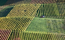 Winzerinnen und Winzer in Deutschland produzieren 2025 weniger Wein