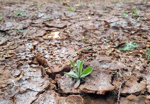 Bild vergr&ouml;&szlig;ern: Klimaforscher Latif hält Super-El-Nino ab Herbst für möglich
