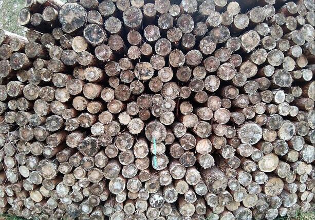 Bild vergr&ouml;&szlig;ern: Deutschland legt Vorschläge zur EU-Entwaldungsverordnung vor