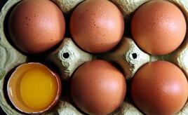 Niederlande bleiben Hauptlieferant für Eierimporte nach Deutschland