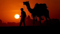 Mit Kamelen über Waldpfade: Alkoholschmuggler in Indien geschnappt