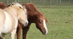 Jay Leno: Verbrennerautos werden Schicksal von Pferden teilen