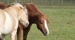 Jay Leno: Verbrennerautos werden Schicksal von Pferden teilen