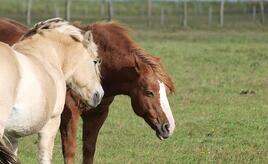 Jay Leno: Verbrennerautos werden Schicksal von Pferden teilen