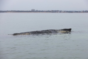 Vor Ostseeküste liegender Wal soll nach Ostern erneut begutachtet werden