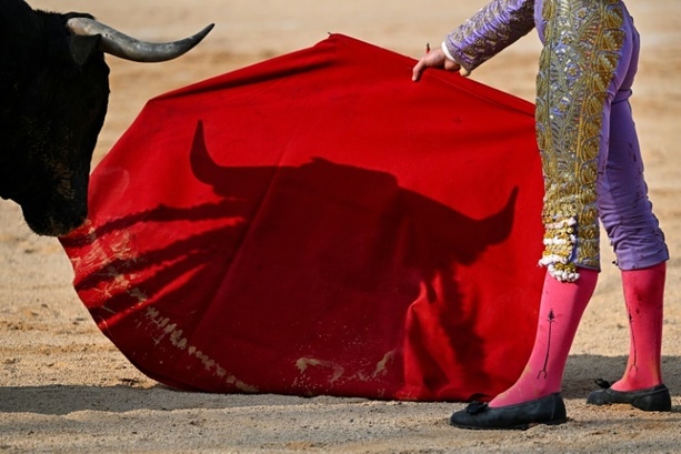 Bild vergr&ouml;&szlig;ern: Vorbereitungen für Stierkampf zu Ehren von Picasso: Helfer von Stier aufgespießt