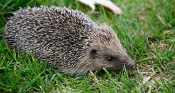Igel-Schutz: Städtetag fordert bundesweites Nachtfahrverbot für Mähroboter
