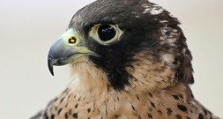 Baden-Württemberg: Falke fliegt durch Fenster in fahrenden Transporter und stirbt