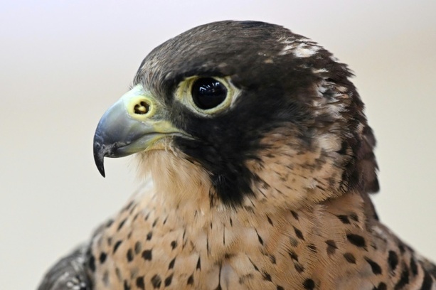 Bild vergr&ouml;&szlig;ern: Baden-Württemberg: Falke fliegt durch Fenster in fahrenden Transporter und stirbt