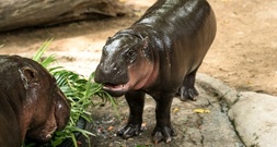 Nach Eindringen in Flusspferdgehege: Geldstrafe für Zoobesucher in Thailand