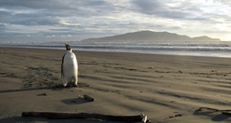 Weltnaturschutzorganisation stuft Kaiserpinguin als gefährdete Art ein
