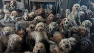 Britische Tierschützer retten 250 Hunde aus einem einzigen Haushalt