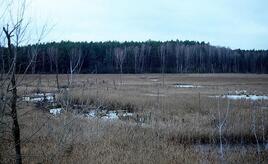 EU genehmigt deutsche Beihilfen für Moorwiedervernässung