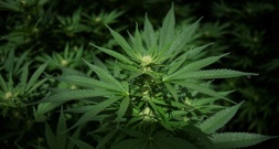 Baden-Württemberg: Zollbeamte entdecken Cannabisplantage und Waffen in Wohnung