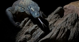 Seltene Komodowarane geschmuggelt: Sechs Festnahmen in Indonesien