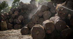 Weniger Schadholz in deutschen Wäldern - Holzaufkommen sinkt