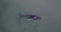 Drama um hilflosen Wal in Ostsee: Privatinitiative darf Rettungsversuch starten