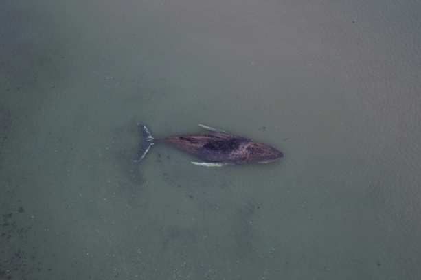 Bild vergr&ouml;&szlig;ern: Drama um hilflosen Wal in Ostsee: Privatinitiative darf Rettungsversuch starten