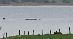 Backhaus sieht Chance für hilflosen Wal und kündigt Kontrolle von Rettungsversuch an
