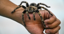 31-Jährige vergisst Karton mit 20 Vogelspinnen in Zug in Baden-Württemberg