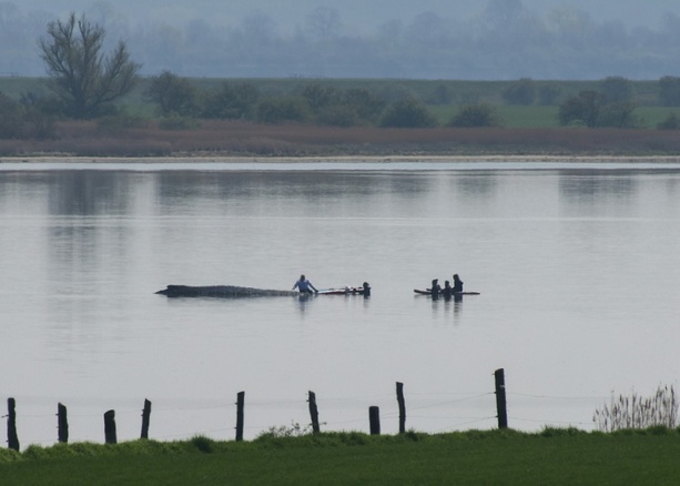 Bild vergr&ouml;&szlig;ern: Wal in Not: Rettungsversuch vor Ostseeinsel wird Samstag fortgesetzt