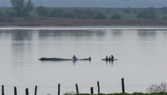Wal in Not: Rettungsversuch vor Ostseeinsel wird Samstag fortgesetzt