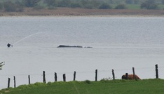 Wal-Rettung verzögert sich weiter - Initiative erhebt Vorwürfe gegen Behörden