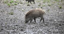 Fast 3.000 verstrahlte Wildschweine identifiziert und getötet
