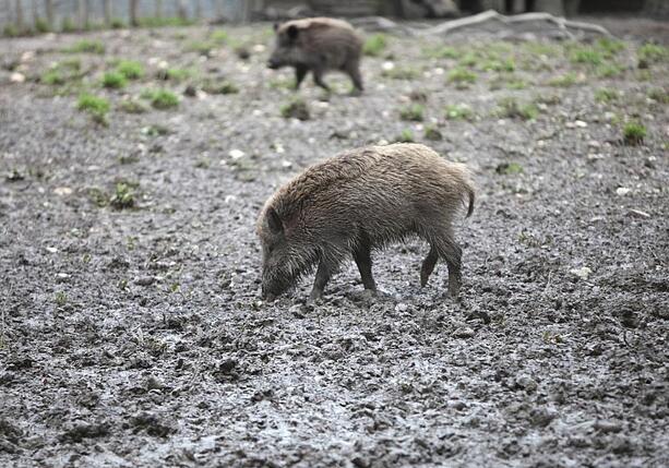 Bild vergr&ouml;&szlig;ern: Fast 3.000 verstrahlte Wildschweine identifiziert und getötet