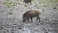Fast 3.000 verstrahlte Wildschweine identifiziert und getötet