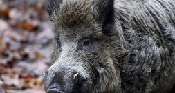 Presse: Fast 3000 verstrahlte Wildschweine wurden 2025 vernichtet