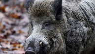 Presse: Fast 3000 verstrahlte Wildschweine wurden 2025 vernichtet