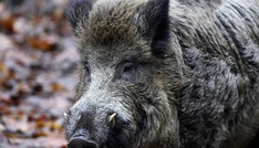 Presse: Fast 3000 verstrahlte Wildschweine wurden 2025 vernichtet