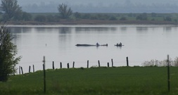 Gestrandeter Wal: Rettungsaktion wird fortgesetzt - Initiator hoffnungsvoll
