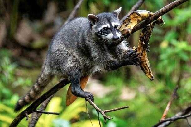 Bild vergr&ouml;&szlig;ern: Nordrhein-Westfalen: Unbekannter erschießt Waschbär mit Armbrust
