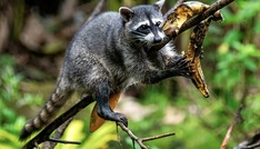 Nordrhein-Westfalen: Unbekannter erschießt Waschbär mit Armbrust