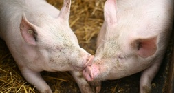 Fast 300 Schweine verenden bei Brand auf Bauernhof in Niedersachsen