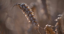 Gericht lehnt Zwangsgeld gegen Bund wegen Nitratbelastung ab