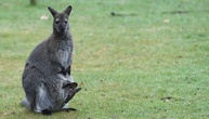 Polizei fängt kleines Känguru in Nordrhein-Westfalen ein - Halter gesucht
