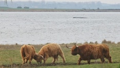 Gestrandeter Buckelwal vor Ostseeinsel Poel: Lage zunächst unverändert