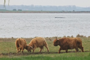 Hundert Meter langer Kanal für Buckelwal: Hoffnung auf schnelle Rettung schwindet