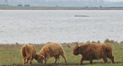 Buckelwal vor Insel Poel: Retter wollen mehr als hundert Meter lange Rinne graben
