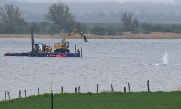 Bild vergr&ouml;&szlig;ern: Umfrage: Bevölkerung bei Rettungsversuchen für Wal gespalten