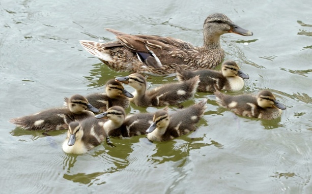 Bild vergr&ouml;&szlig;ern: Entenfamilie verursacht Stau auf hessischer Autobahn - Küken und Mutter gerettet