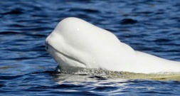 Norwegen: Belugawal in Fluss bei Oslo gesichtet